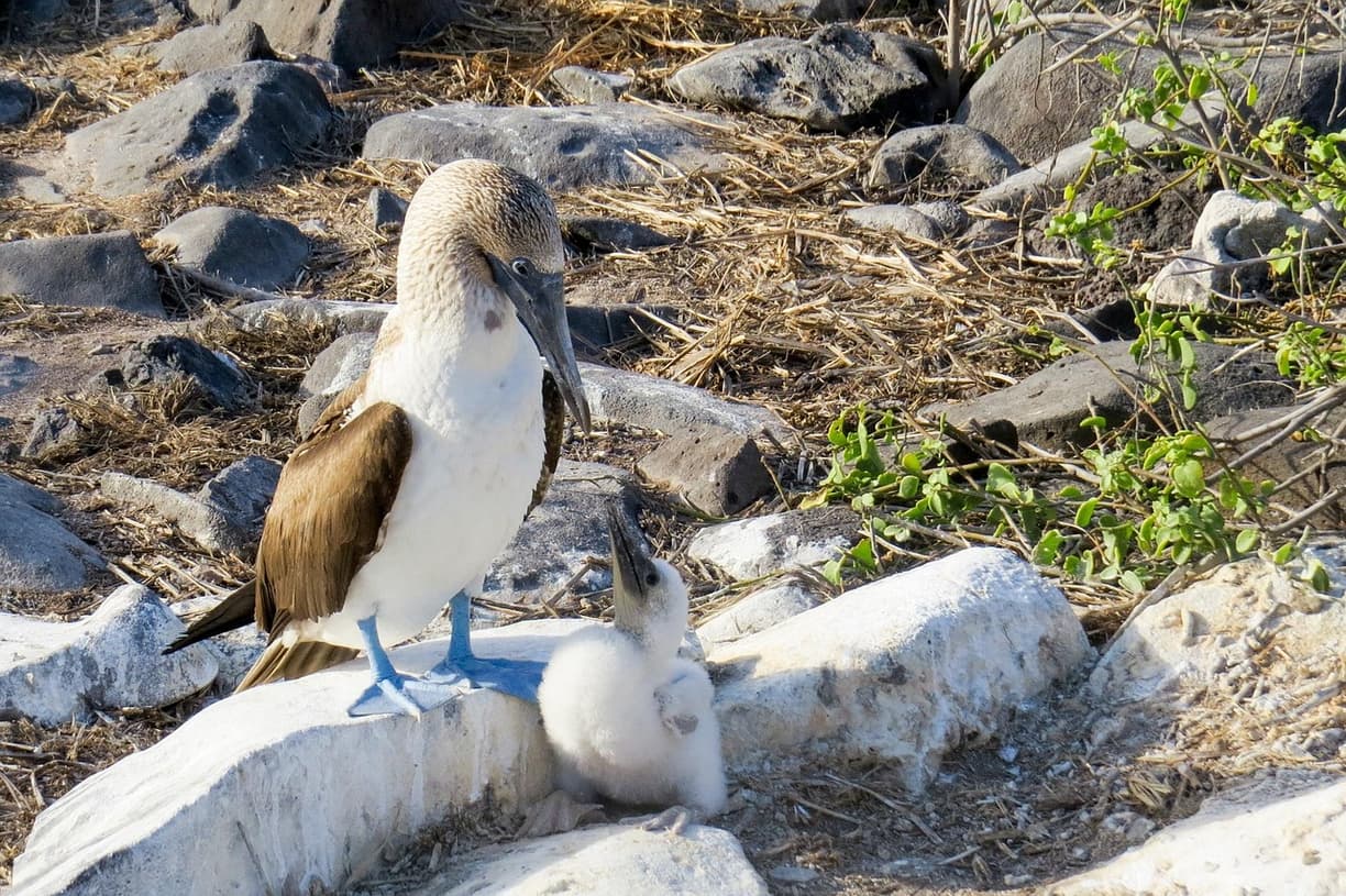 Galapagos (Puerto Ayora) — baner
